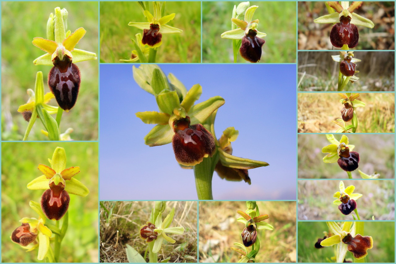 Variabilit di Ophrys sphegodes